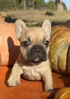 Sawyer, a male French Bulldog for sale in Coleman, OK – Photo 7 of 8