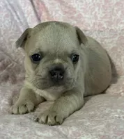 Juliet, a female French Bulldog for sale in Coleman, OK – 1 of 4