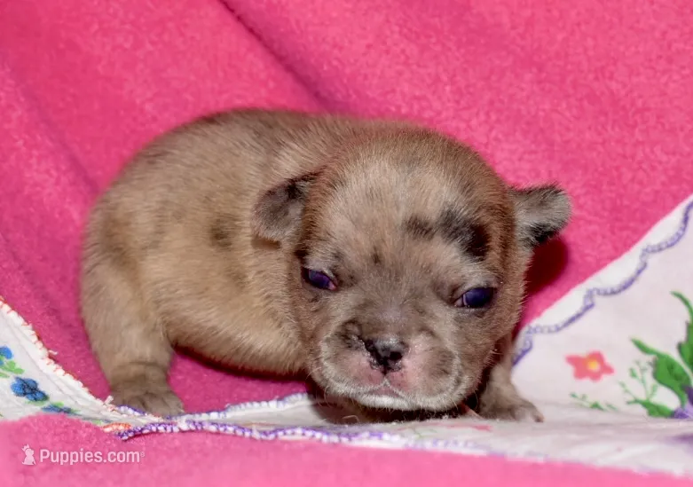 Beyoncé  – French Bulldog puppy for sale in Coleman, OK