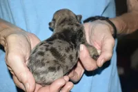 Lincoln , a male French Bulldog for sale in Coleman, OK – 7 of 7