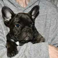 Chuck, a male French Bulldog for sale in Coleman, OK – Photo 2 of 6