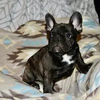Chuck, a male French Bulldog for sale in Coleman, OK – Photo 4 of 6