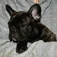 Chuck, a male French Bulldog for sale in Coleman, OK – Photo 1 of 6