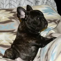 Chuck, a male French Bulldog for sale in Coleman, OK – Photo 3 of 6