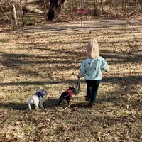Chuck, a male French Bulldog for sale in Coleman, OK – Photo 5 of 6