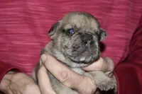 Lincoln , a male French Bulldog for sale in Coleman, OK – 3 of 7