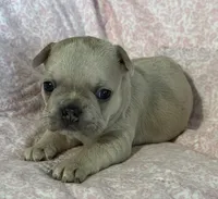 Juliet, a female French Bulldog for sale in Coleman, OK – 4 of 4