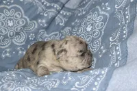 Bruno, a male French Bulldog for sale in Coleman, OK – 2 of 6