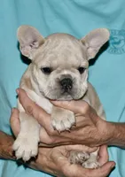 Juliet (lilac), a female French Bulldog for sale in Coleman, OK – 7 of 9