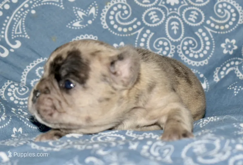 Bruno – French Bulldog puppy for sale in Coleman, OK