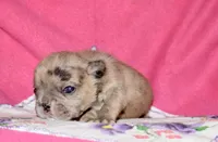 Beyoncé , a female French Bulldog for sale in Coleman, OK – 3 of 10