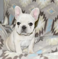 Cora, a female French Bulldog for sale in Coleman, OK – Photo 2 of 10