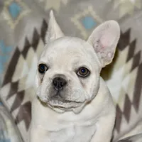 Cora, a female French Bulldog for sale in Coleman, OK – Photo 8 of 10