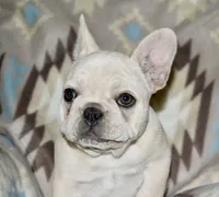 Cora, a female French Bulldog for sale in Coleman, OK – Photo 8 of 10