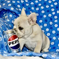 Cora, a female French Bulldog for sale in Coleman, OK – Photo 7 of 10