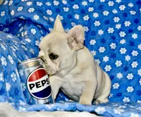 Cora, a female French Bulldog for sale in Coleman, OK – Photo 7 of 10