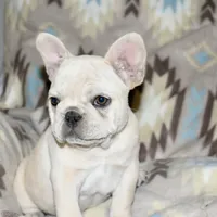 Cora, a female French Bulldog for sale in Coleman, OK – Photo 1 of 10