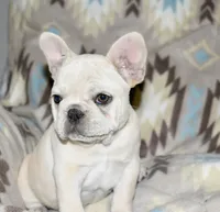 Cora, a female French Bulldog for sale in Coleman, OK – Photo 1 of 10