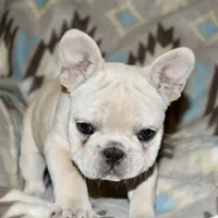 Cora, a female French Bulldog for sale in Coleman, OK – Photo 3 of 10