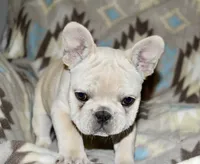 Cora, a female French Bulldog for sale in Coleman, OK – Photo 3 of 10