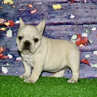 Cora, a female French Bulldog for sale in Coleman, OK – Photo 6 of 10