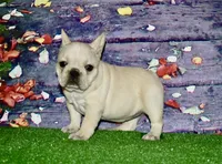 Cora, a female French Bulldog for sale in Coleman, OK – Photo 6 of 10