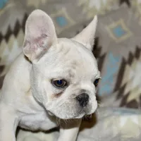 Cora, a female French Bulldog for sale in Coleman, OK – Photo 9 of 10