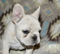 Cora, a female French Bulldog for sale in Coleman, OK – Photo 9 of 10
