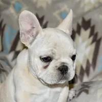 Cora, a female French Bulldog for sale in Coleman, OK – Photo 10 of 10