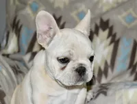 Cora, a female French Bulldog for sale in Coleman, OK – Photo 10 of 10