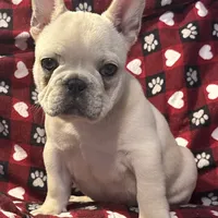Cora, a female French Bulldog for sale in Coleman, OK – Photo 5 of 10