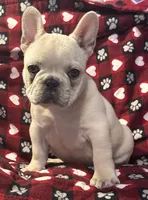 Cora, a female French Bulldog for sale in Coleman, OK – Photo 5 of 10