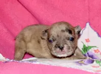 Beyoncé , a female French Bulldog for sale in Coleman, OK – 5 of 10