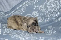 Bruno, a male French Bulldog for sale in Coleman, OK – 4 of 6