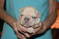 Leo, a male French Bulldog for sale in Coleman, OK – 4 of 4