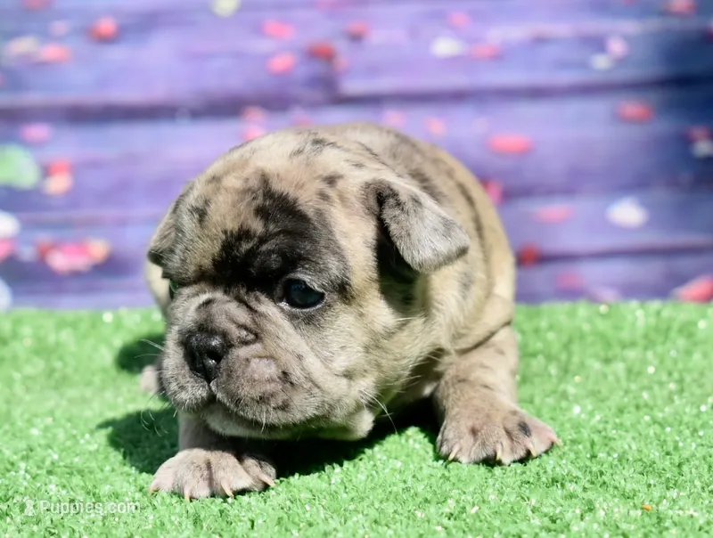 Bruno – French Bulldog puppy for sale in Coleman, OK