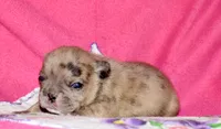 Beyoncé , a female French Bulldog for sale in Coleman, OK – 2 of 10