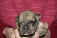 Lincoln , a male French Bulldog for sale in Coleman, OK – 6 of 7