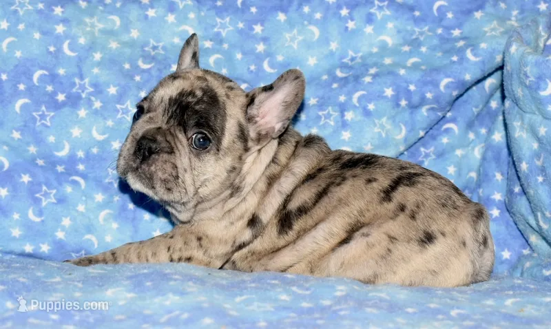 Bruno – French Bulldog puppy for sale in Coleman, OK