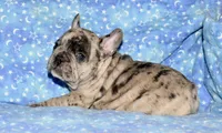 Bruno, a male French Bulldog for sale in Coleman, OK – 2 of 9