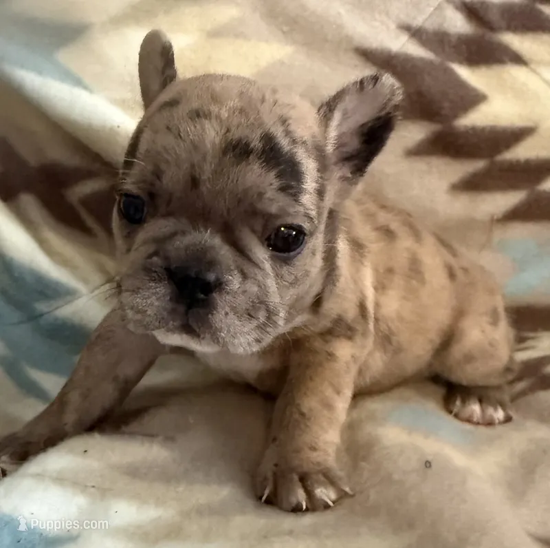 Beyoncé  – French Bulldog puppy for sale in Coleman, OK