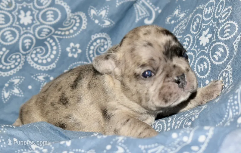 Bruno – French Bulldog puppy for sale in Coleman, OK