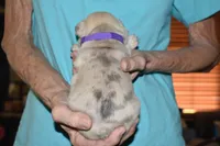 Louie, a male French Bulldog for sale in Coleman, OK – 1 of 4