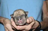 Lincoln , a male French Bulldog for sale in Coleman, OK – 2 of 7