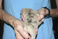 Leanardo, a male French Bulldog for sale in Coleman, OK – 3 of 4