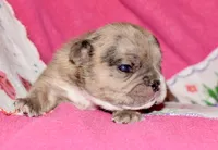 Beyoncé , a female French Bulldog for sale in Coleman, OK – 4 of 10