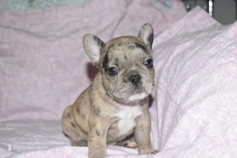 Beyoncé  – French Bulldog puppy for sale in Coleman, OK