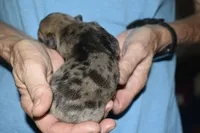 Lincoln , a male French Bulldog for sale in Coleman, OK – 4 of 7
