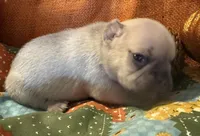 Shiloh, a female French Bulldog for sale in Coleman, OK – Photo 3 of 5