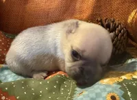 Shiloh, a female French Bulldog for sale in Coleman, OK – Photo 2 of 5